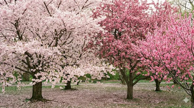 زمان شکوفه‌دهی درختان با شکوفه صورتی