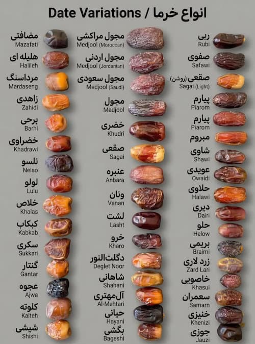 انواع خرما در ایران و جهان