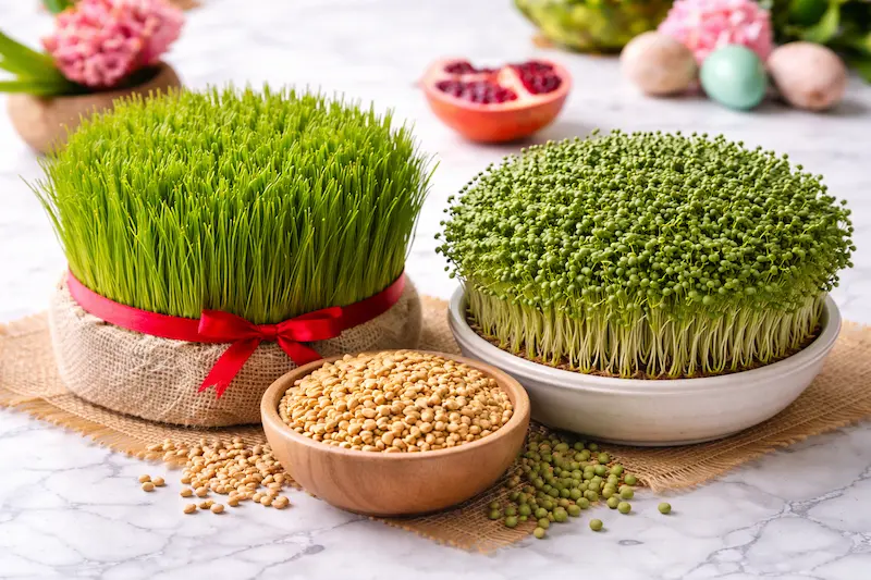 1. گندم؛ انتخاب کلاسیک و مطمئن برای سبزه عید / 2. عدس؛ سبزه پرپشت و مجلسی برای ظاهر چشمگیر
